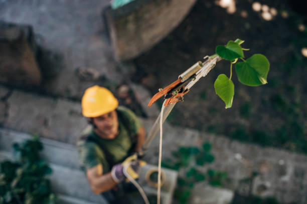 The Steps Involved in Our Tree Care Process in Blissfield, MI